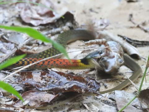 Image of Rhabdophis helleri