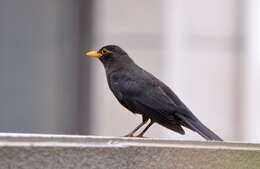 Image of Chinese Blackbird