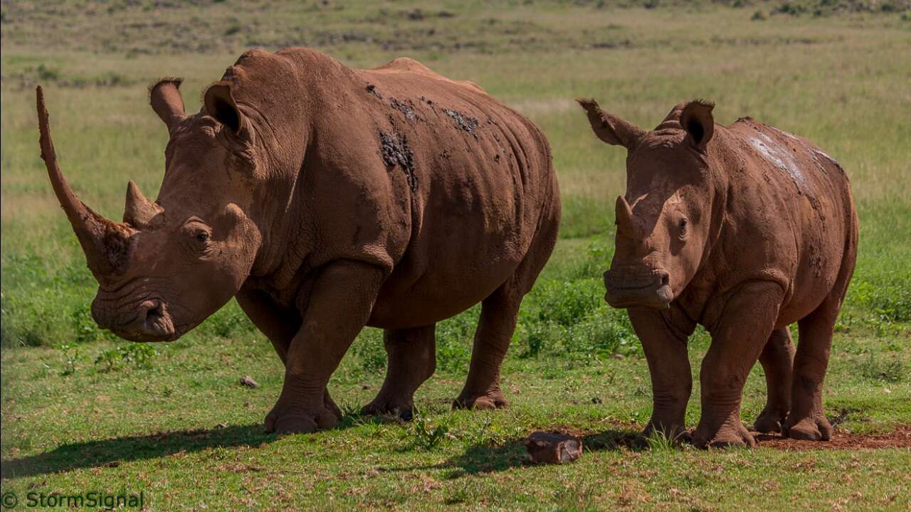 Image of Grass Rhinoceros