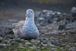 Image of Antarctic Giant-Petrel