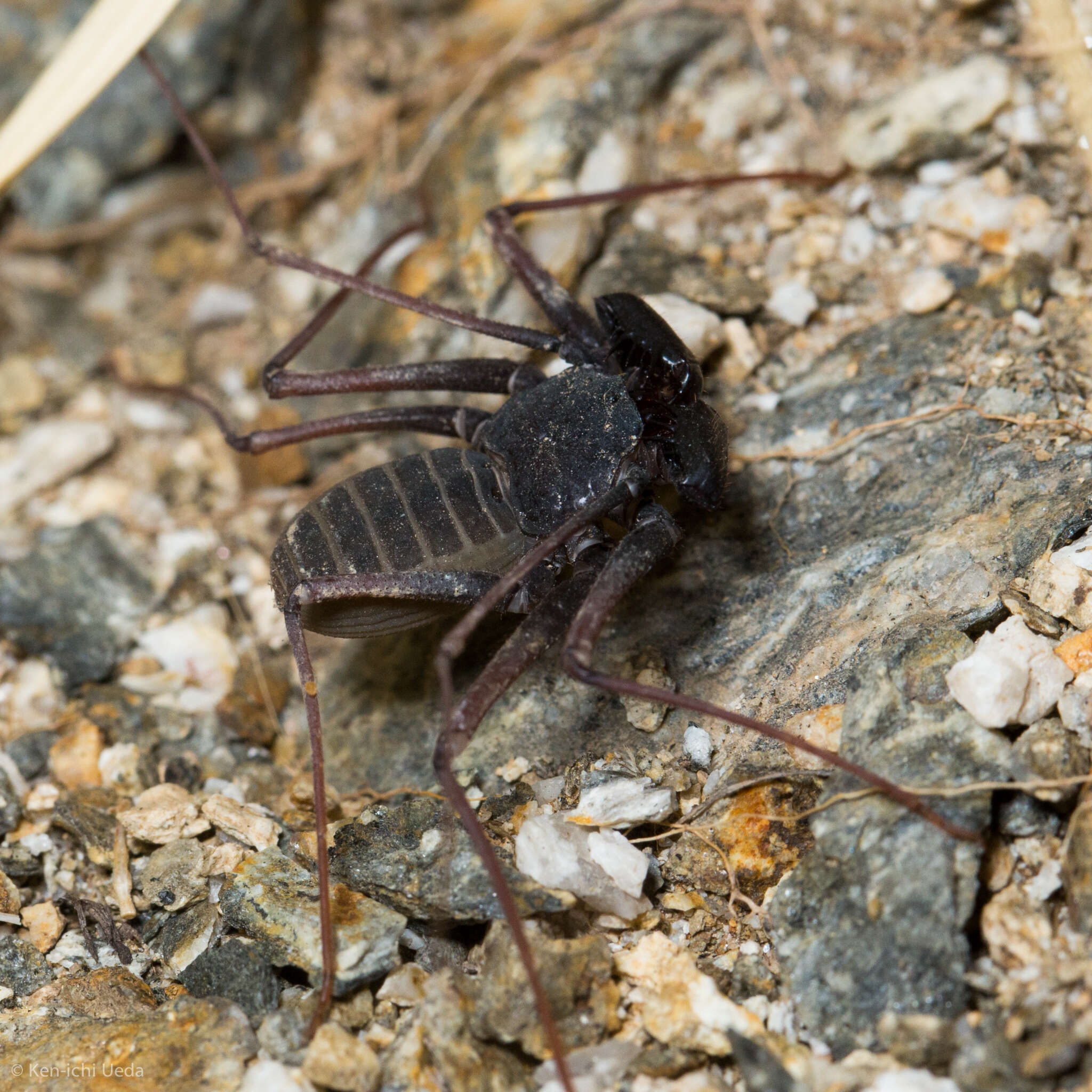 Image of Paraphrynus carolynae Armas 2012