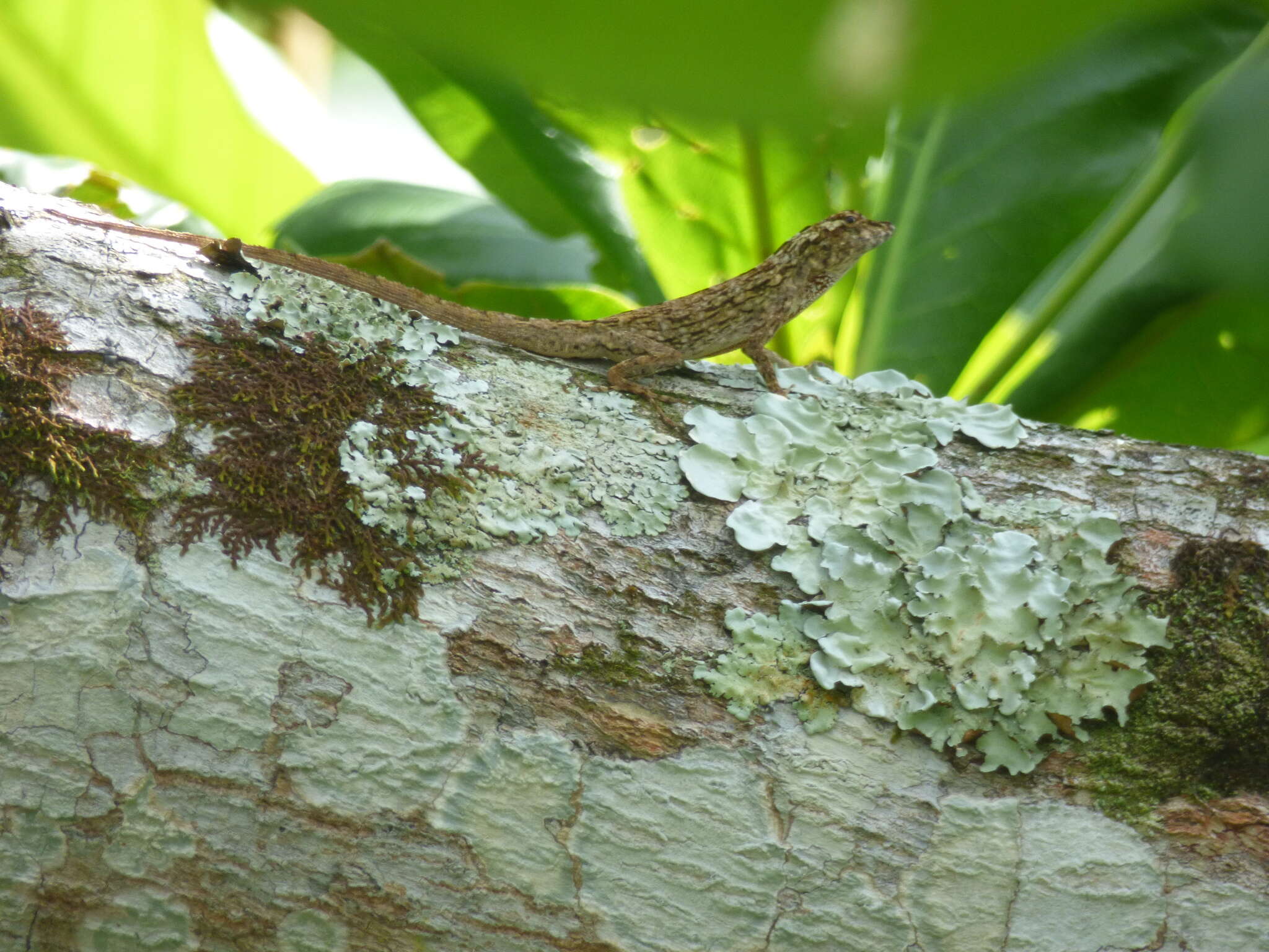 Image de Anolis sulcifrons Cope 1899