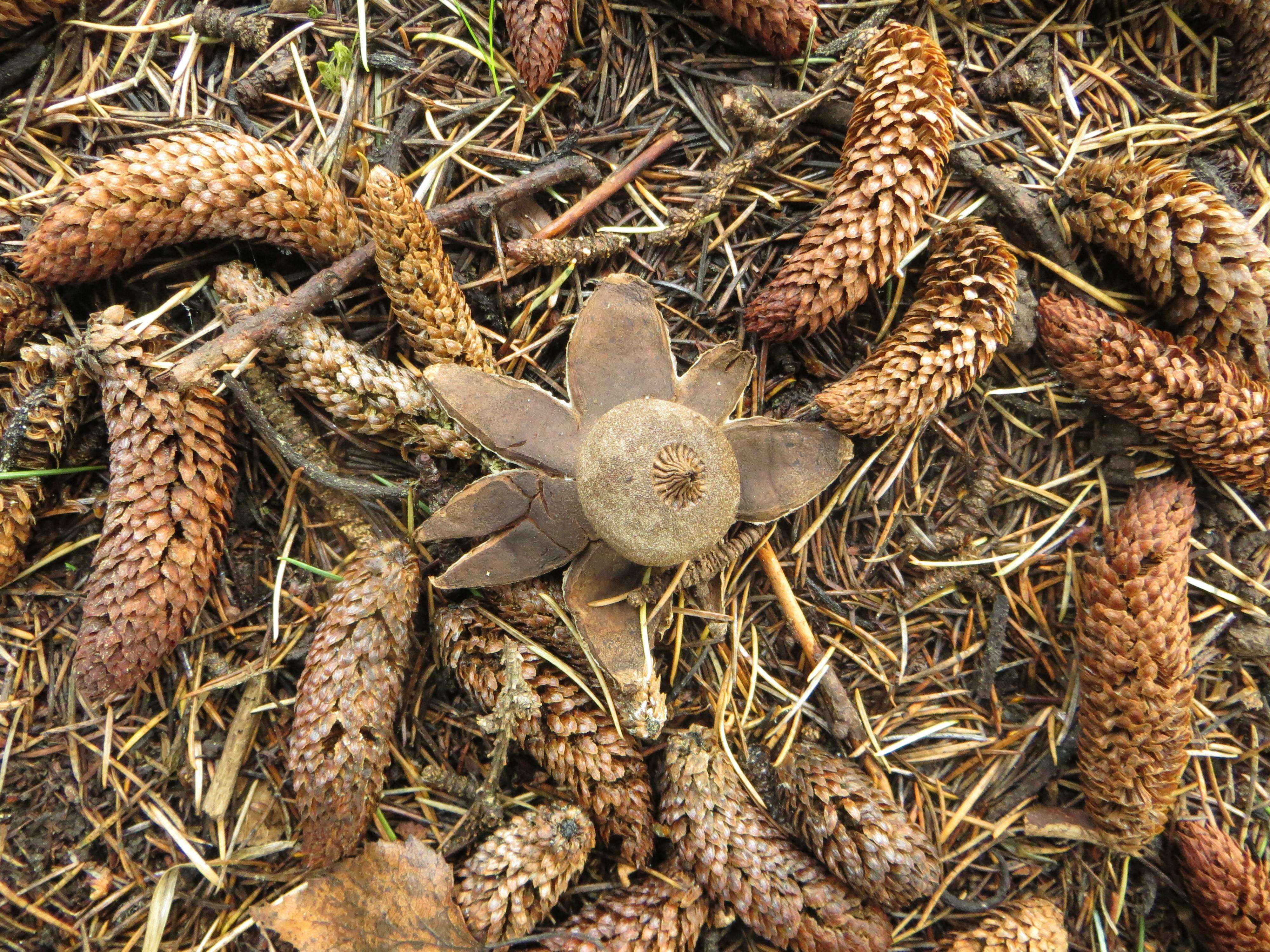 Image of Geastrum campestre Morgan 1887