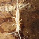 Image of two-tailed bristletail