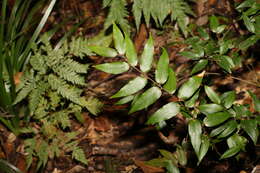 Image of Ripogonum