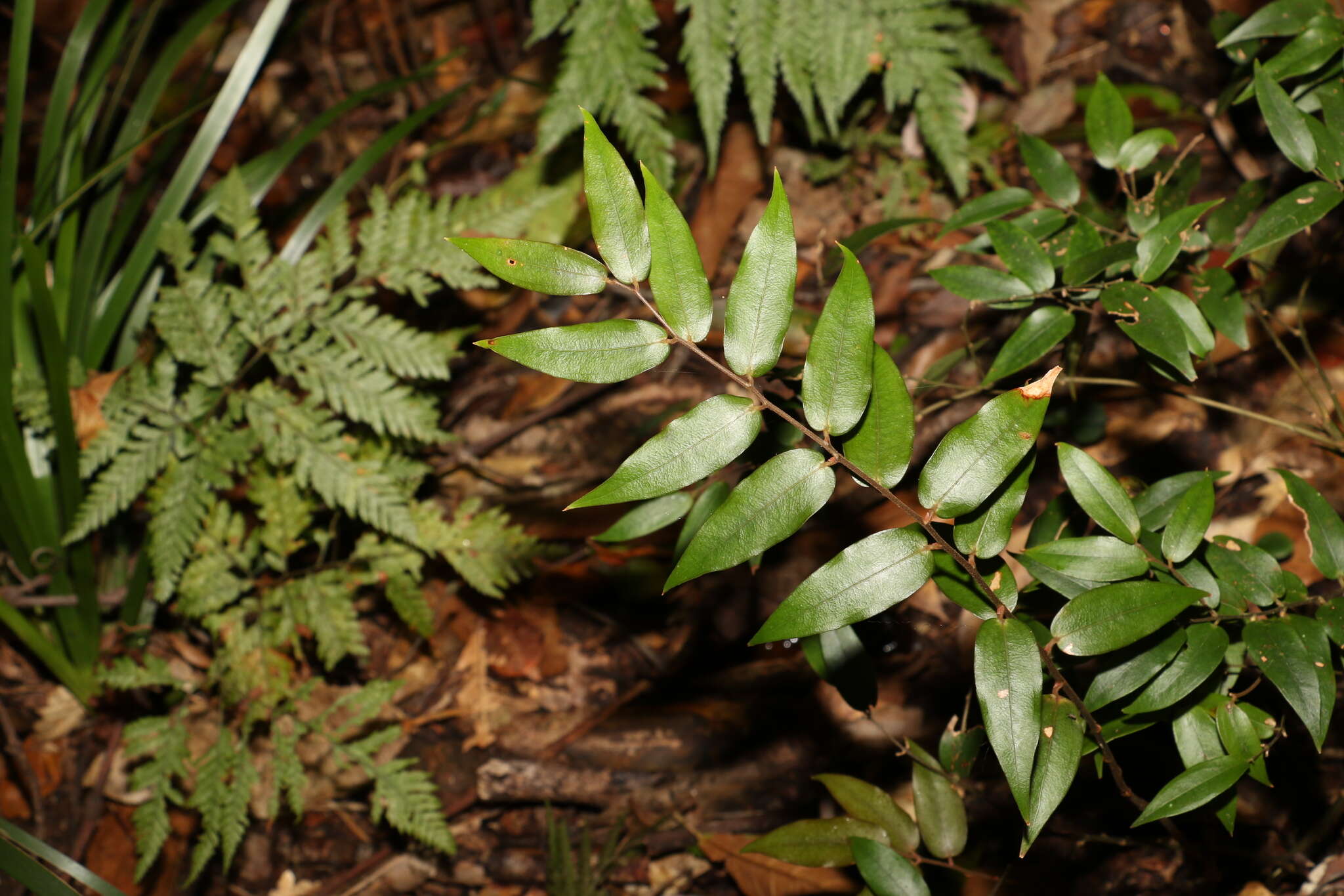 Image of Ripogonum