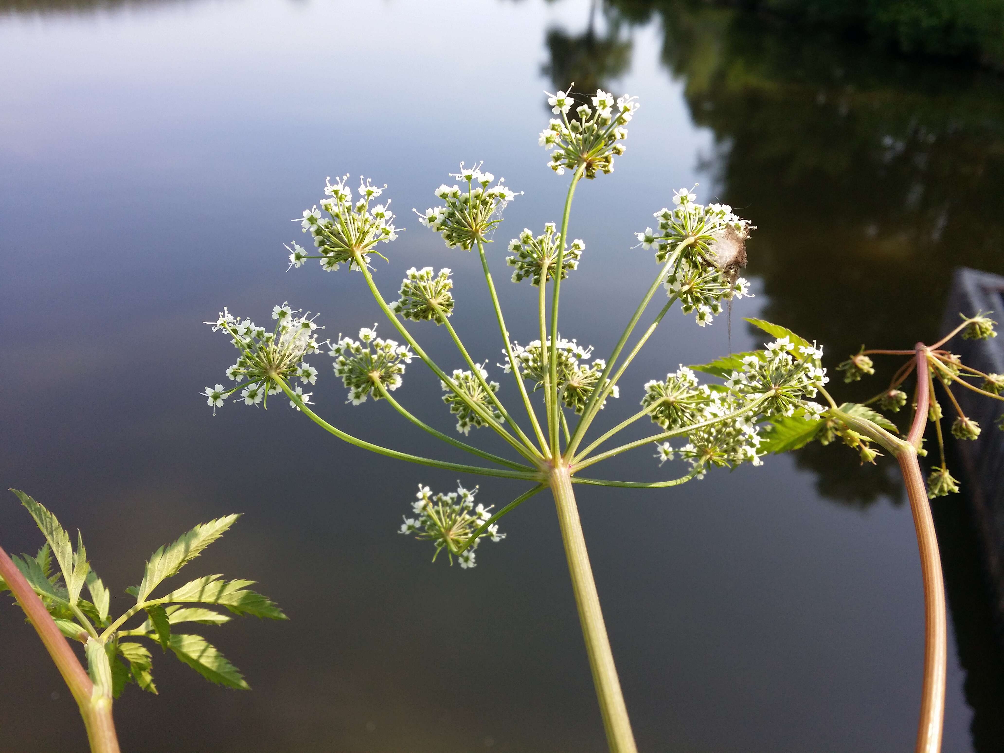 Image of European Waterhemlock