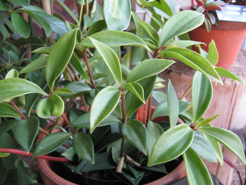 Image of peperomia