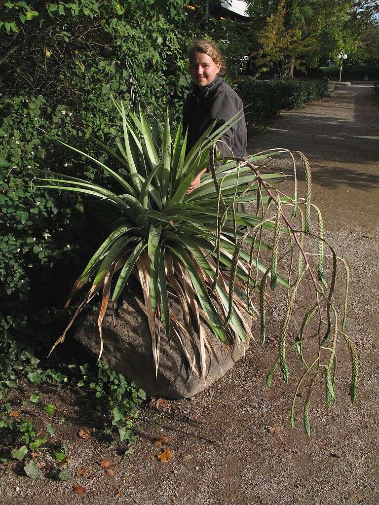 Image of Tillandsia ferreyrae L. B. Sm.