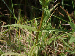 Image of late-flowering yellow rattle