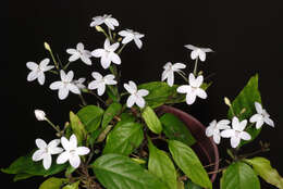 Pseuderanthemum variabile (R. Br.) Radlk. resmi