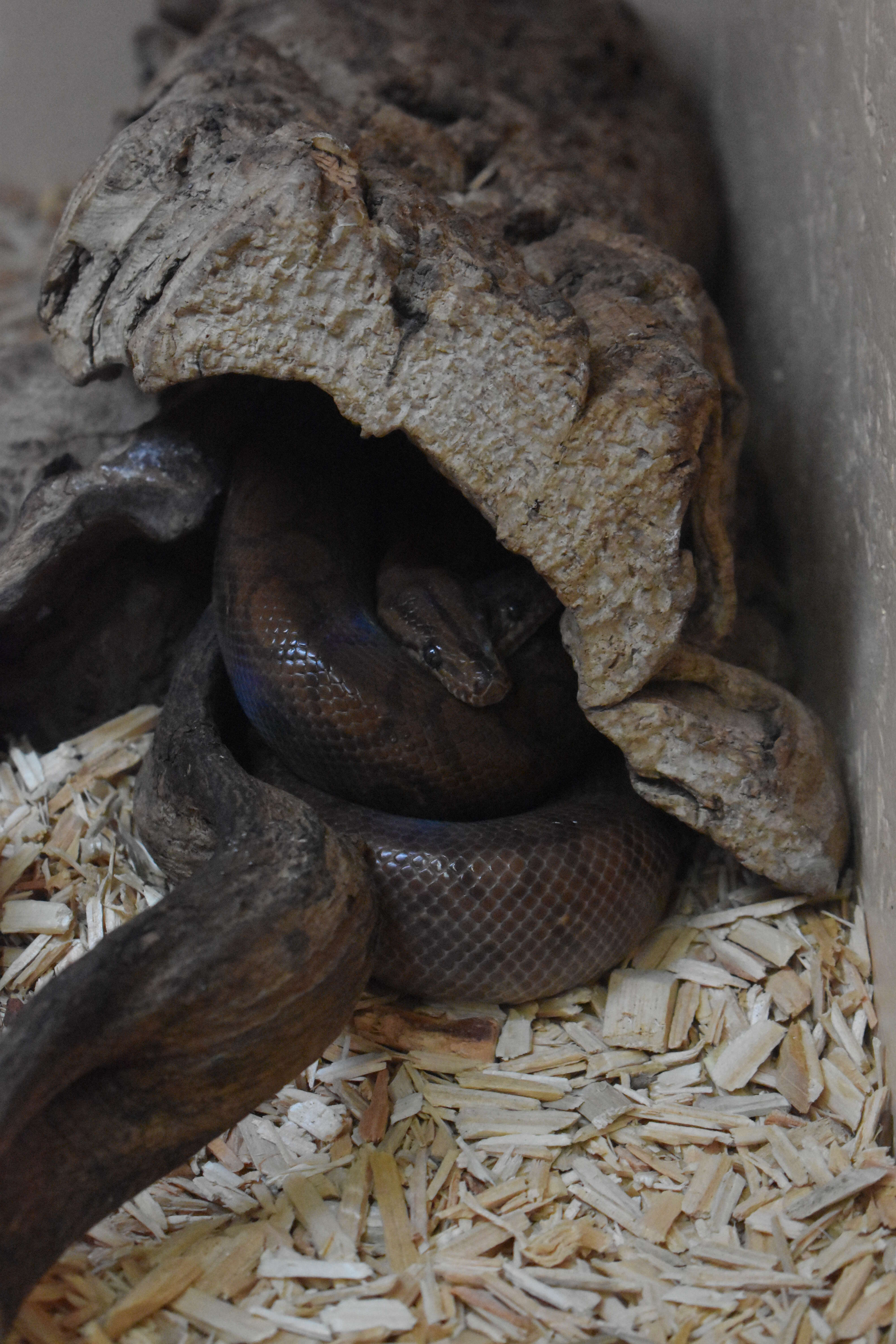 Image of Brown Rainbow Boa