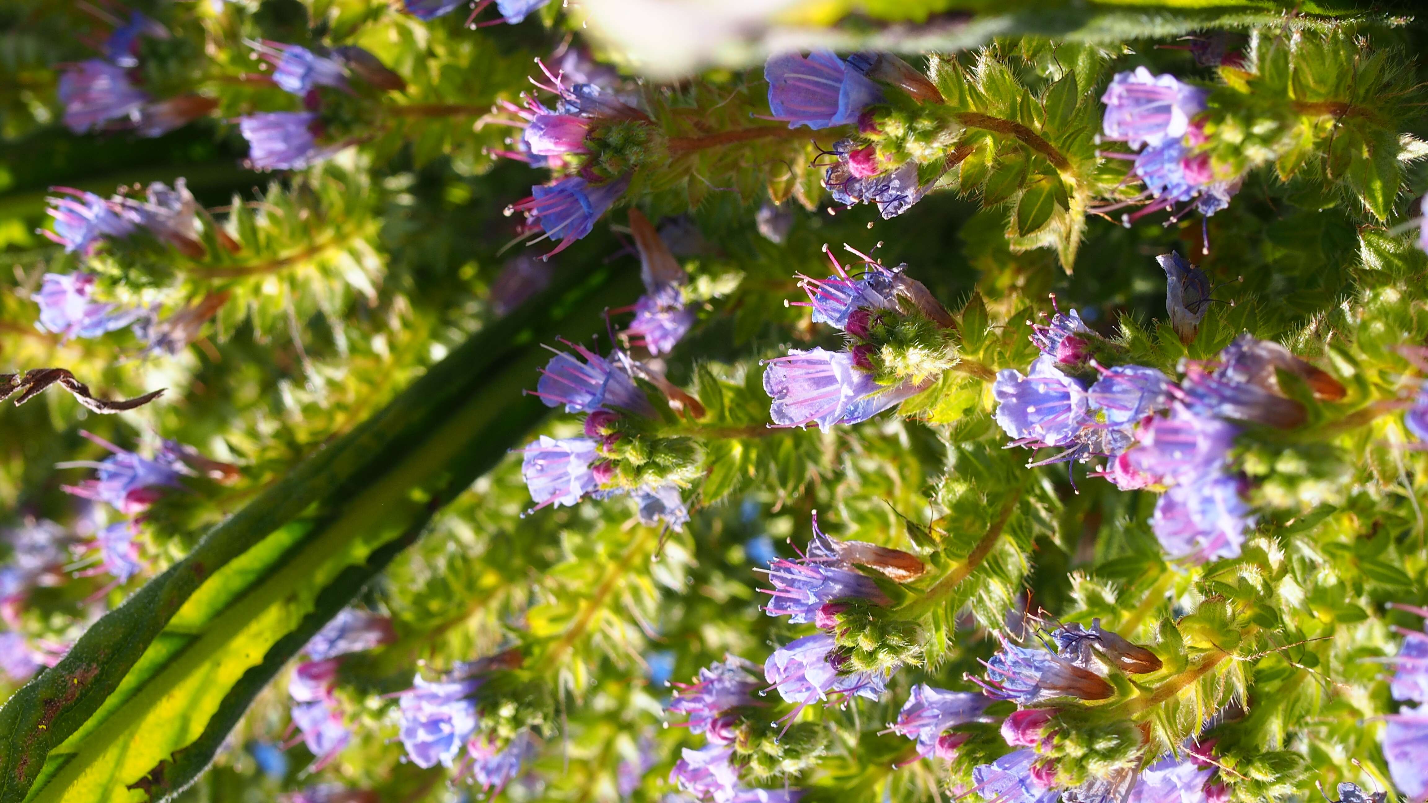 Plancia ëd Echium pininana Webb & Berth.