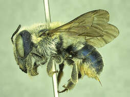 Image of Osmia calaminthae