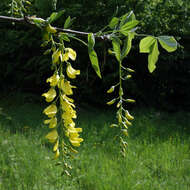 Image of Common Laburnum