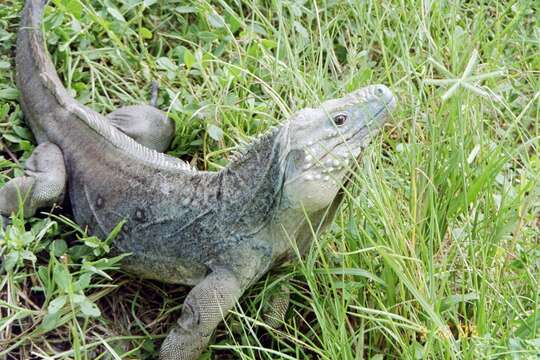 Image de Iguane bleu