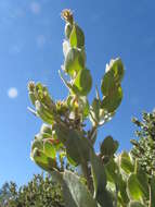 Слика од Arctostaphylos auriculata Eastw.