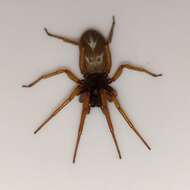 Image of Harpactea rubicunda (C. L. Koch 1838)