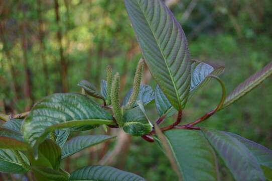 Salix moupinensis Franch. resmi