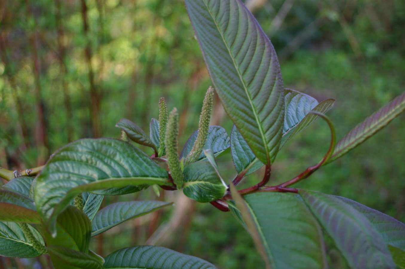Image of Salix moupinensis Franch.