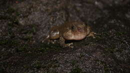 Image of Bombay night frog