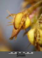 Rumex palustris Sm. resmi