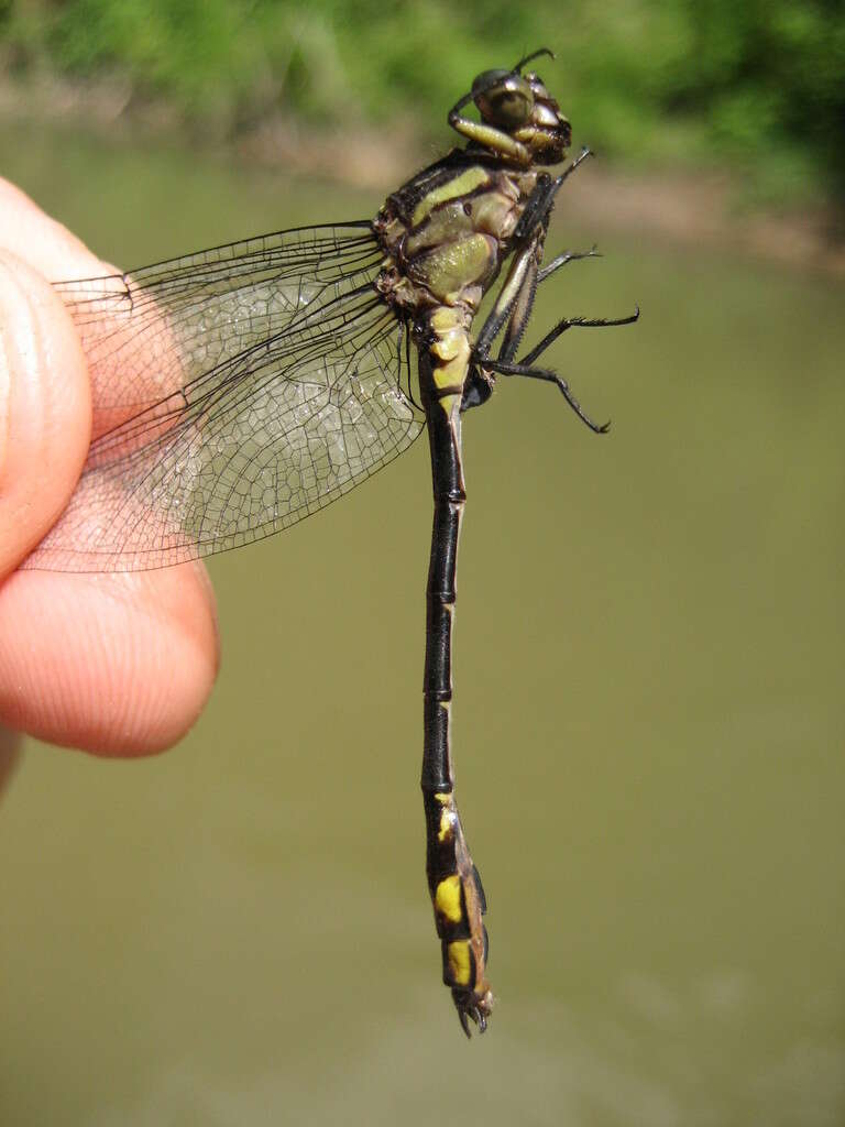 Image of Riverine Clubtail