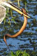 Image of Striped Crayfish Snake