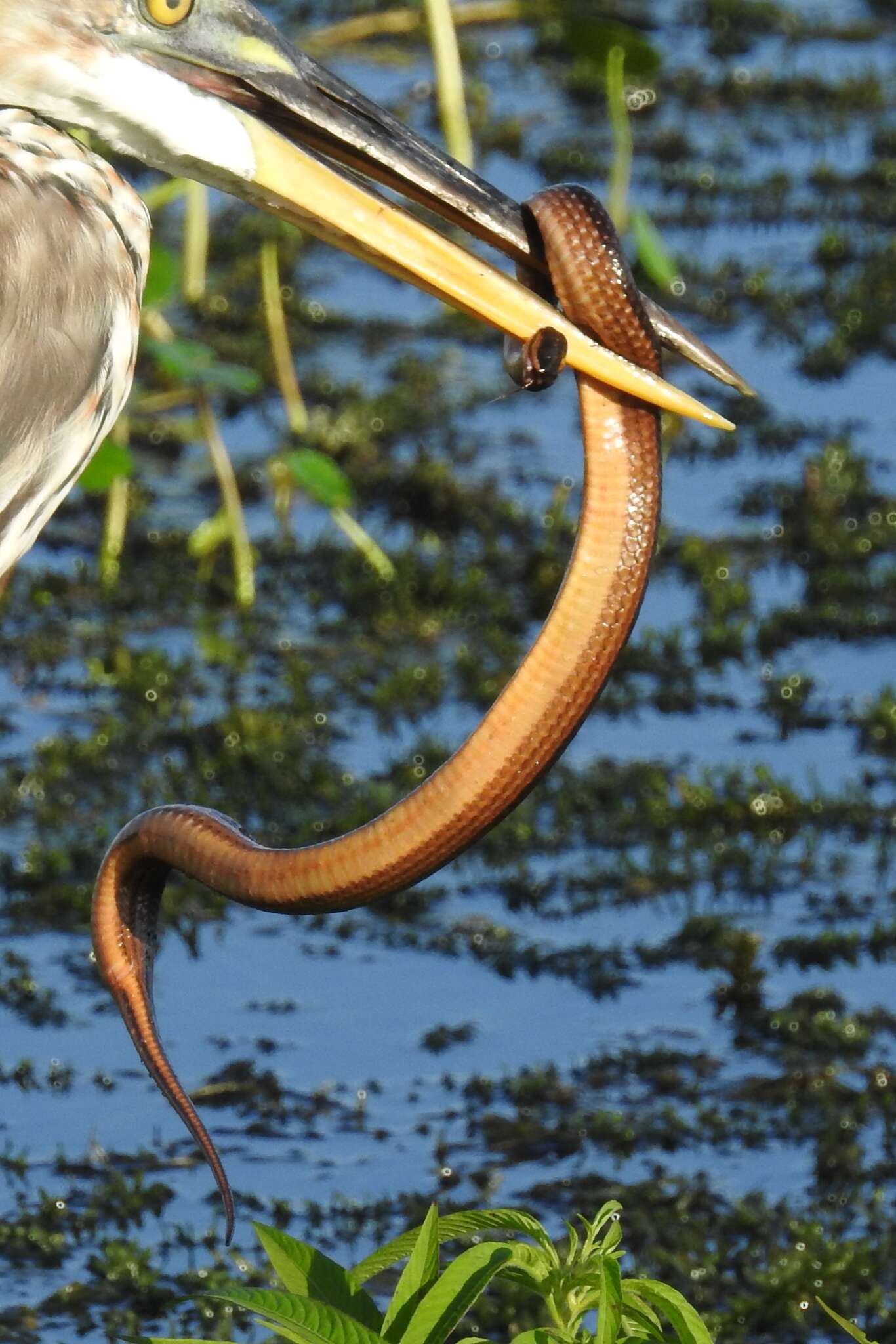 Image of Striped Crayfish Snake