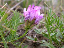 Слика од Astragalus agrestis Douglas ex Hook.