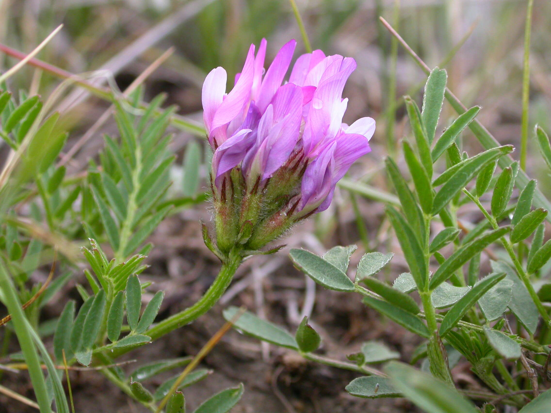 Слика од Astragalus agrestis Douglas ex Hook.