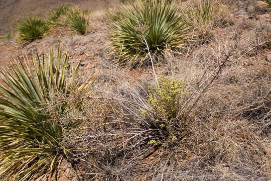 Image of yerba de pasmo