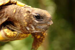 Image of Yellow-footed Tortoise