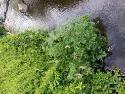 Image of European Waterhemlock