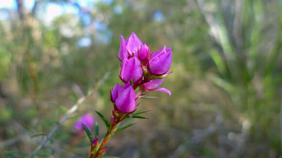 Image of Boronia falcifolia A. Cunn.