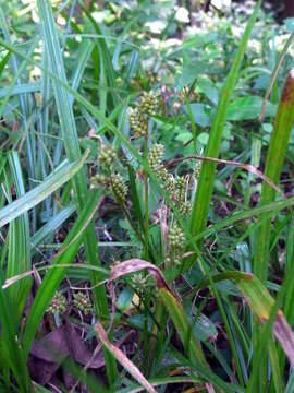 Image of Carex dickinsii Franch. & Sav.