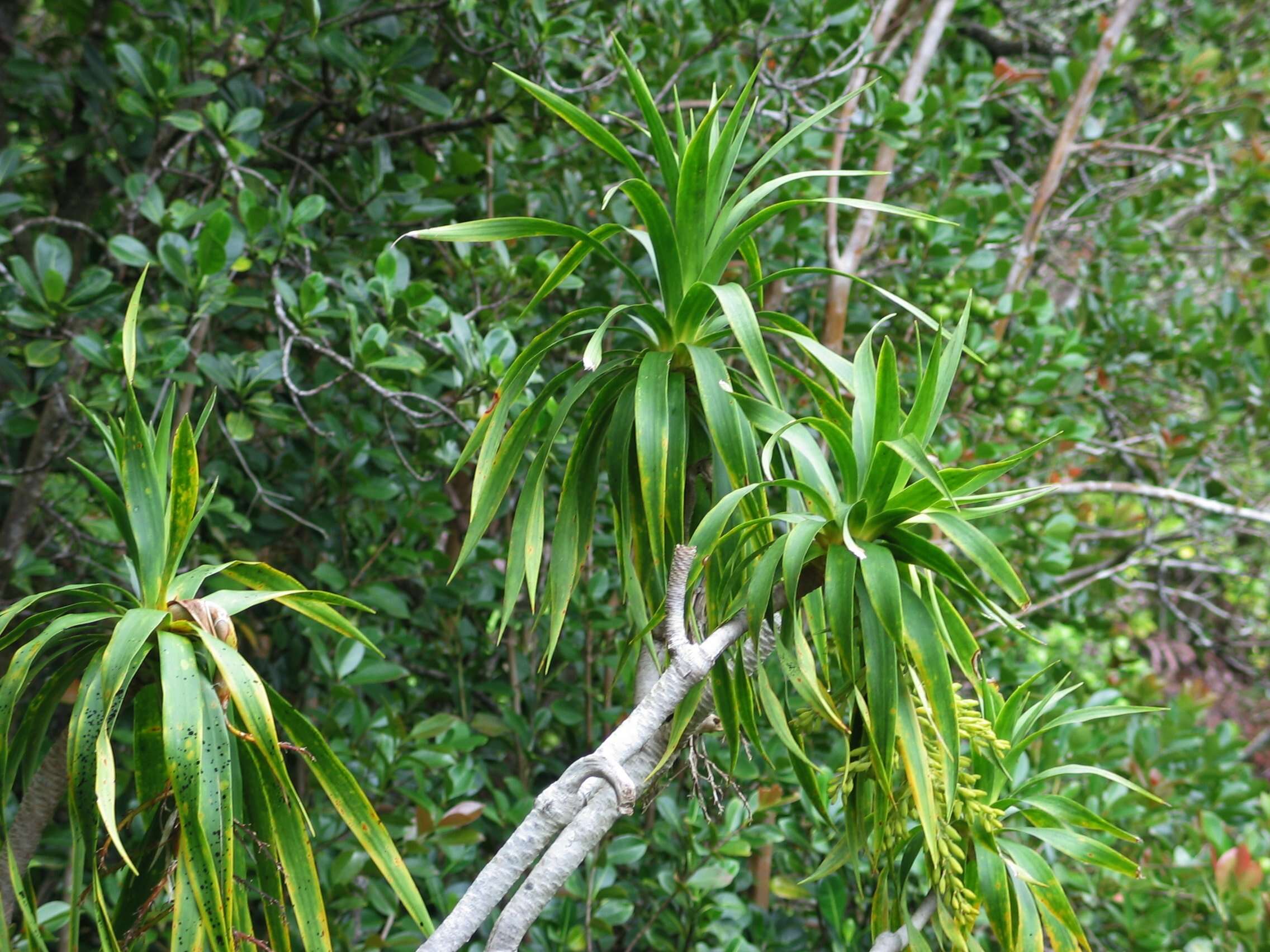 Image de Dracaena fernaldii (H. St. John) Jankalski