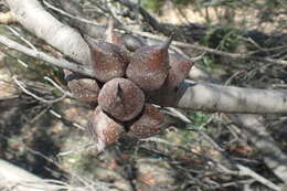 Image de Hakea orthorrhyncha F. Müll.