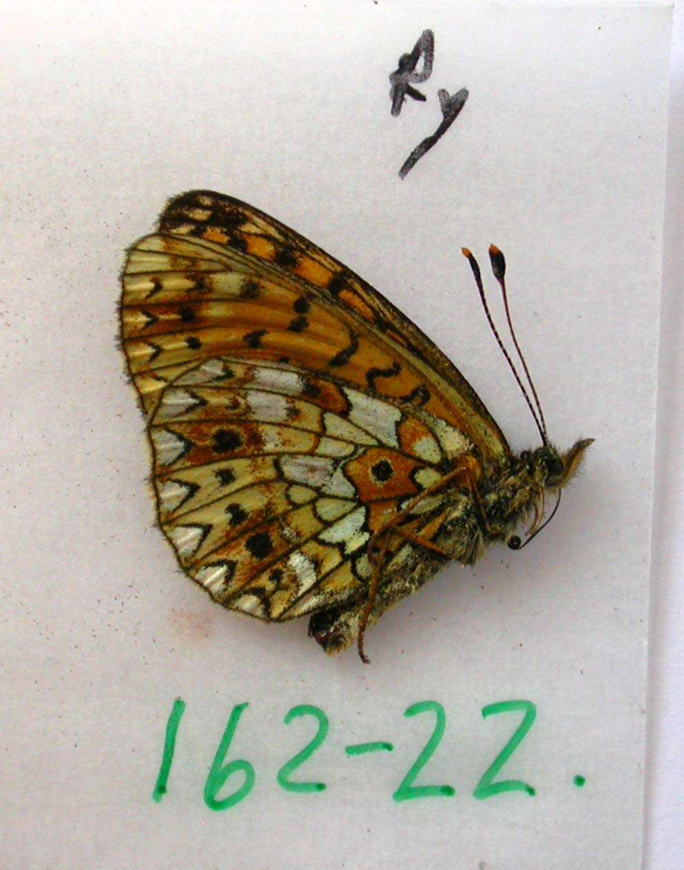 Image of Silver-bordered Fritillary