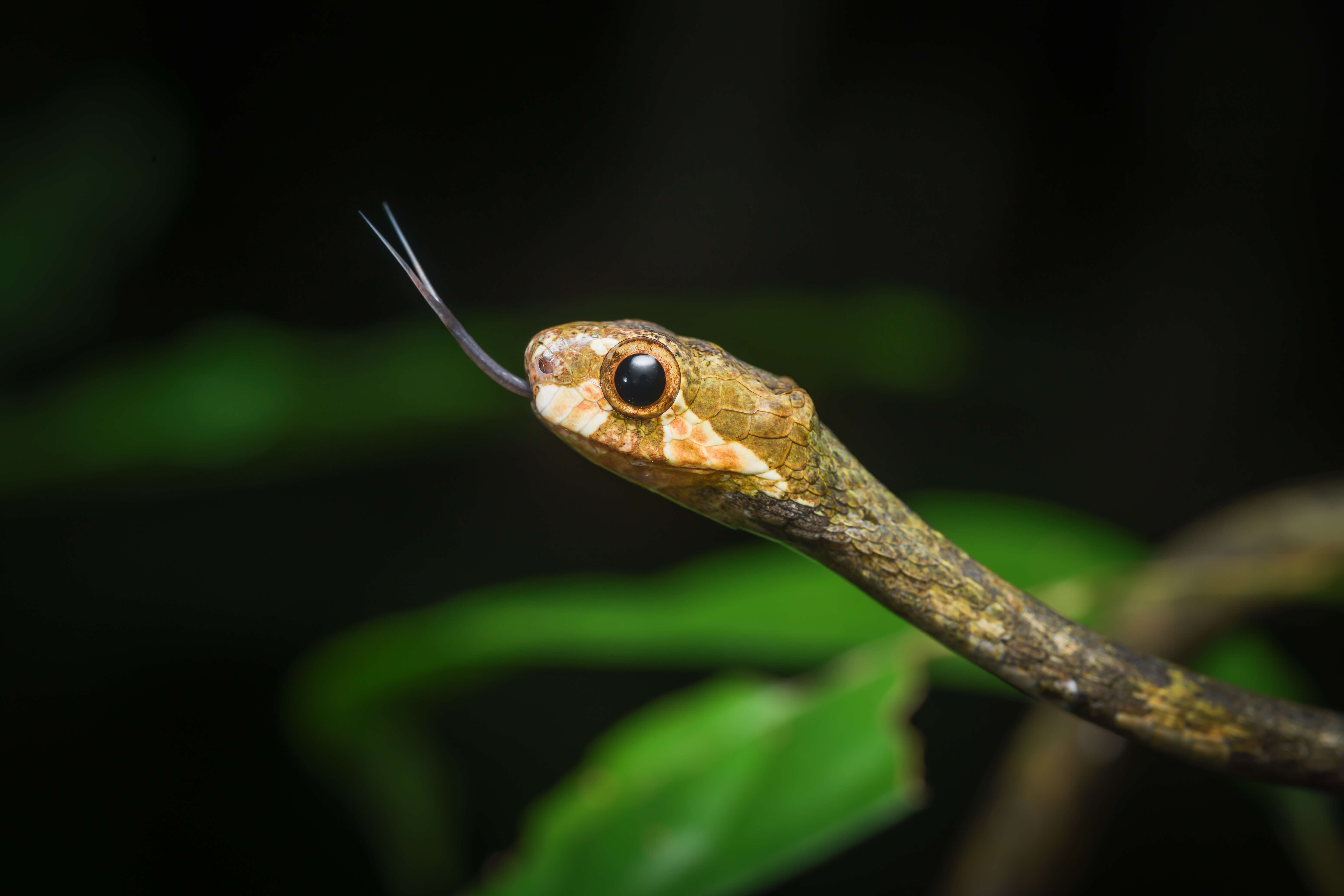 Image of Blunt-head Slug Snake