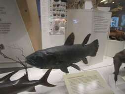 Image of Coelacanthiformes