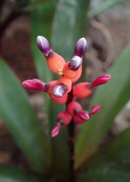 Image of Aechmea victoriana L. B. Sm.