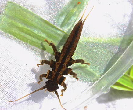 Image of American Salmonfly