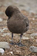 Image of Brown Skua