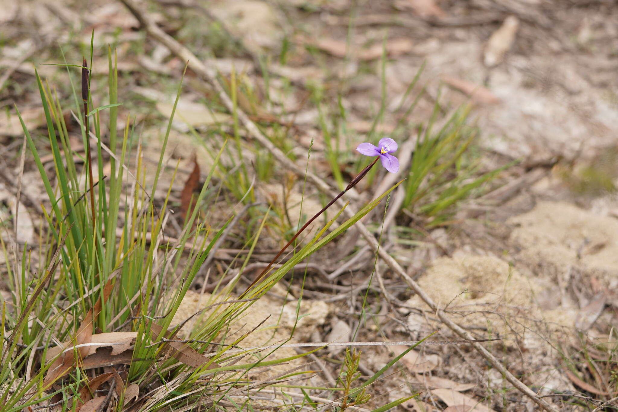 Image of Purple Flag