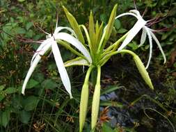 Слика од Crinum viviparum (Lam.) R. Ansari & V. J. Nair