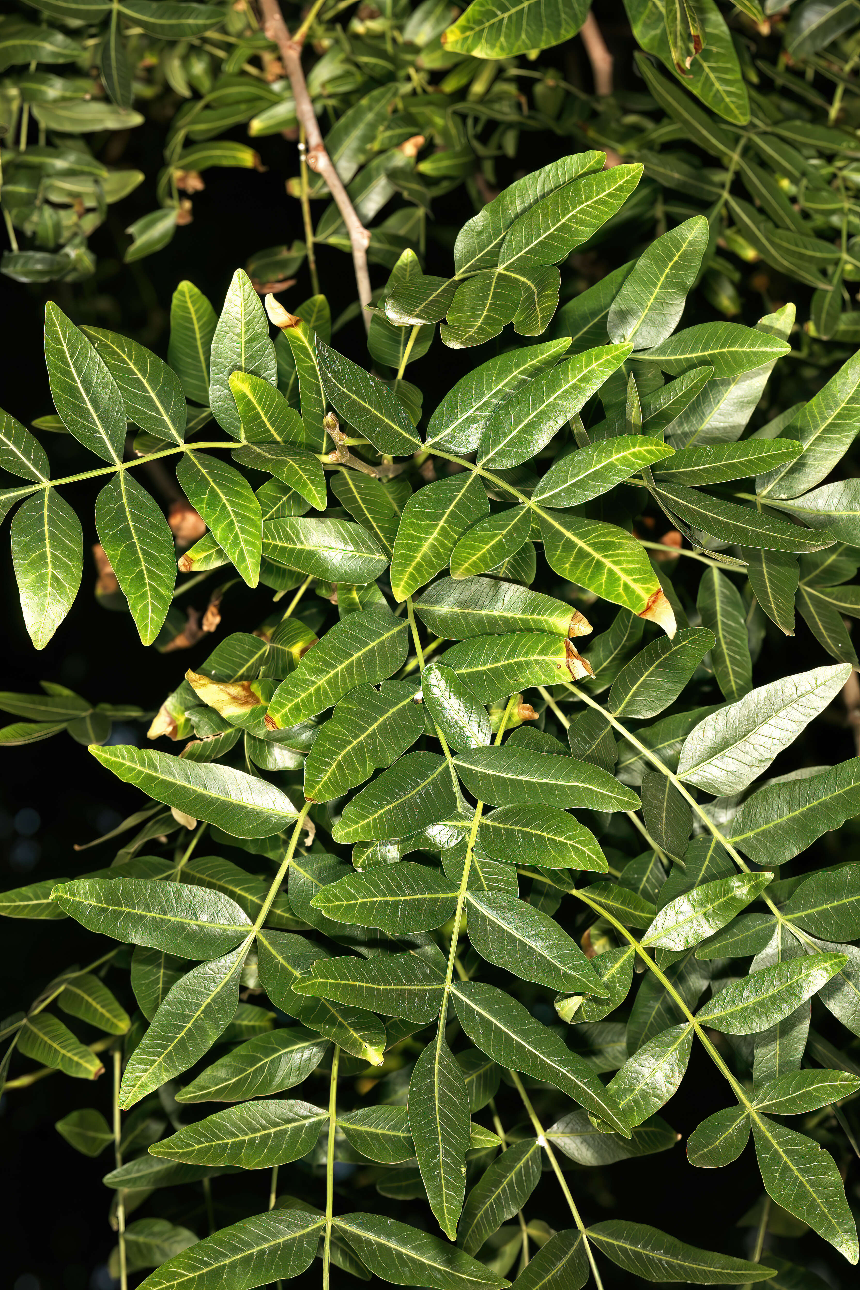 Image of Cyprus turpentine