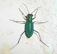 Plancia ëd Cicindela (Calochroa) whithillii (Hope 1838)