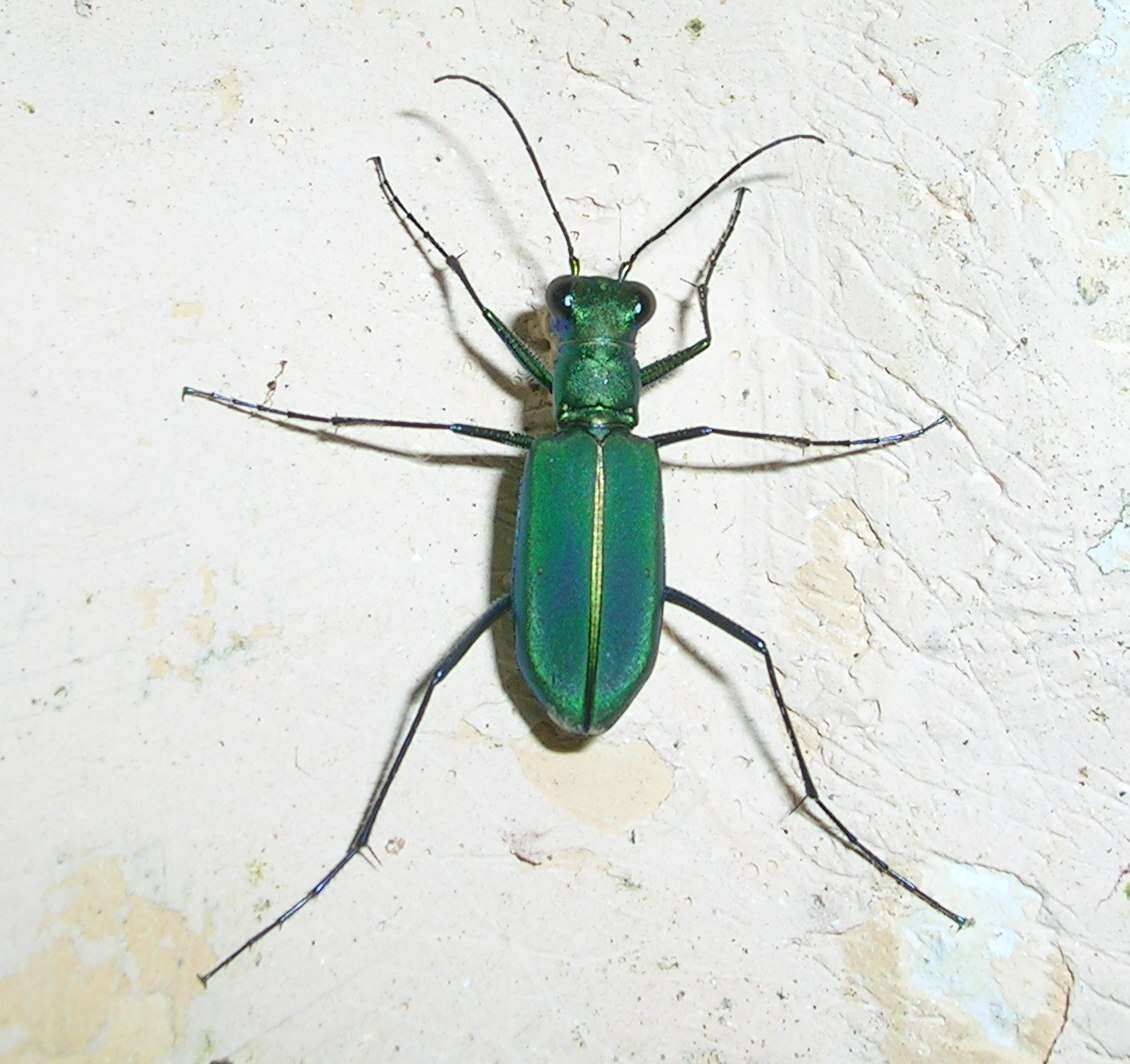 Image of Cicindela (Calochroa) whithillii (Hope 1838)