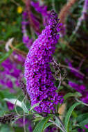 Image of butterfly-bush